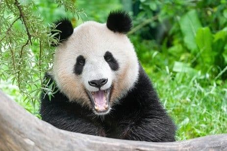 2529 Za pandami do Vídně 