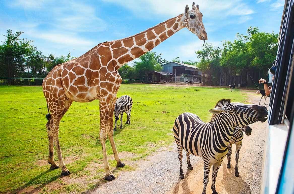 2334 SAFARI Dvůr Králové 