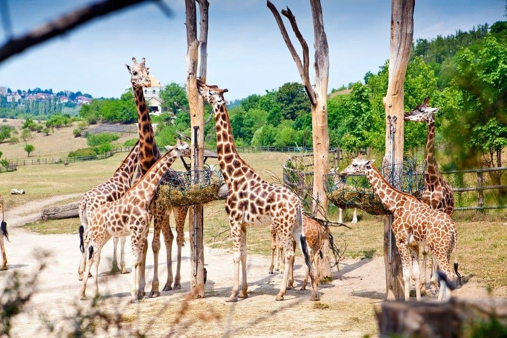 2626 ZOO Praha - parníkem za zvířátky