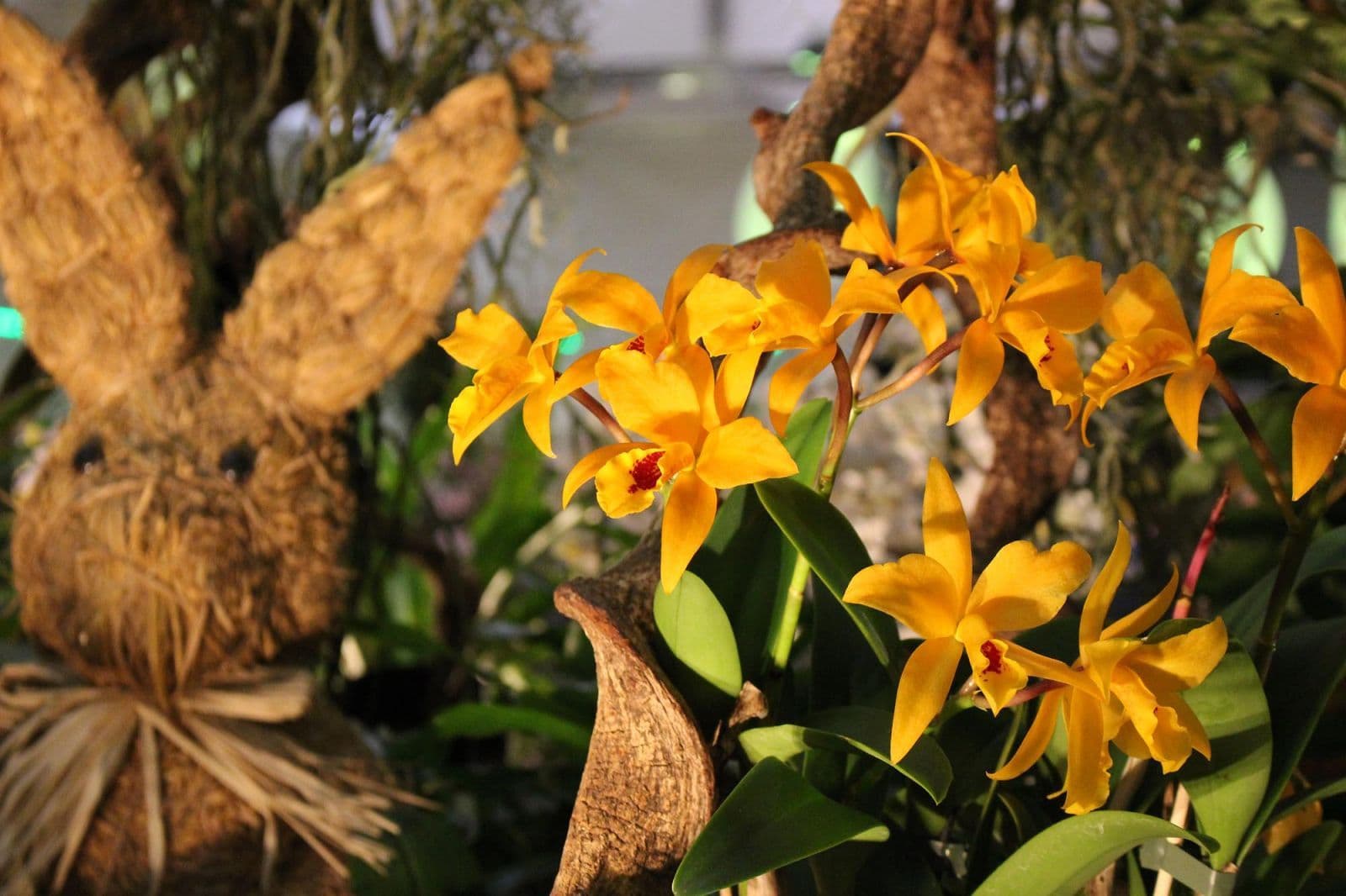 2609 Drážďany – Krása orchidejí a jara